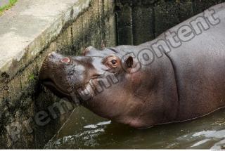 Hippo 0045